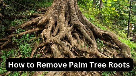 How To Remove Palm Tree Roots Effective Methods