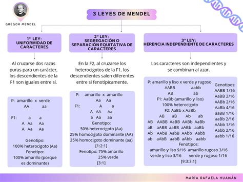 3 Leyes De Mendel Pdf Dominancia Genética Genética De Poblaciones