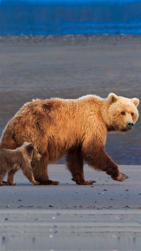 Brown Bear Sow And Cubs Lake Clark National Park Alaska USA