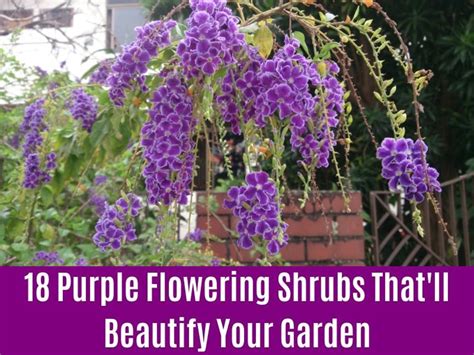 18 Purple Flowering Shrubs That'll Beautify Your Garden - DIY & Crafts