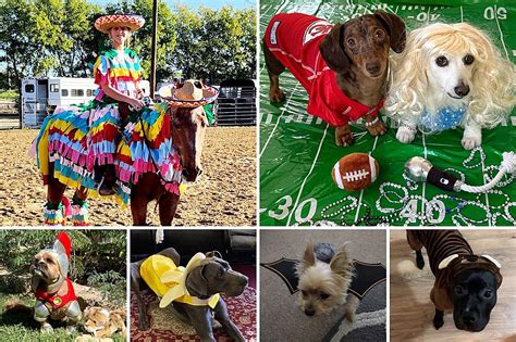 Who Won Our Pet Costume Contest Of 2023 In Texas? Find Out Here!