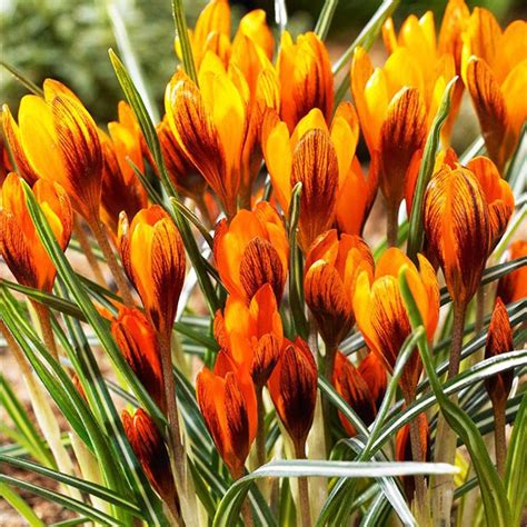 Krokusse Crocus Orange Monarch St Preise Und Meinungen Online