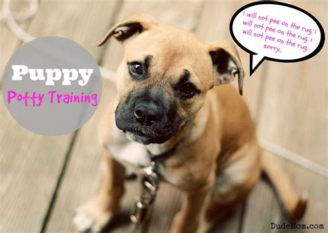How To Potty Train A Puppy Giveaway