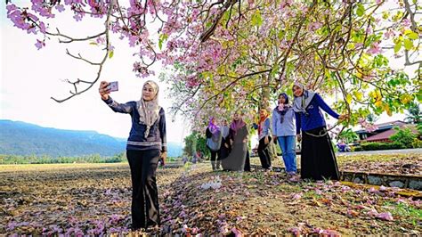 Sakura Kedah Hiasi Negeri Jelapang Padi Utusan Malaysia