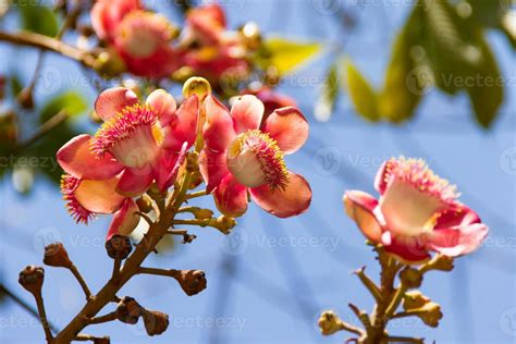 Shorea robusta flowers on the tree 1324274 Stock Photo at Vecteezy