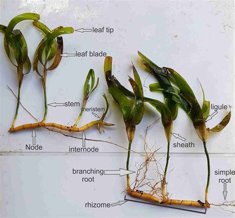 How To Identify Seagrass Seagrass Watch