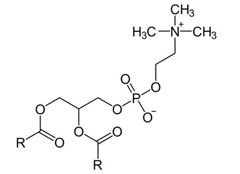 Lecithin E322