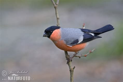 Pyrrhula pyrrhula Pictures, Bullfinch Images, Nature Wildlife Photos ...