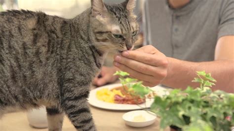 Bistro The Smart Feeder That Recognizes Your Cats Face Youtube