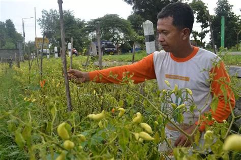 Petani Sumringah Harga Cabai Meroket Radar Jombang