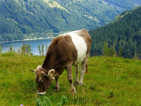 Braunvieh breed, Gurt variation (similar pattern to belted Galloway and Lakenvelder which could ...