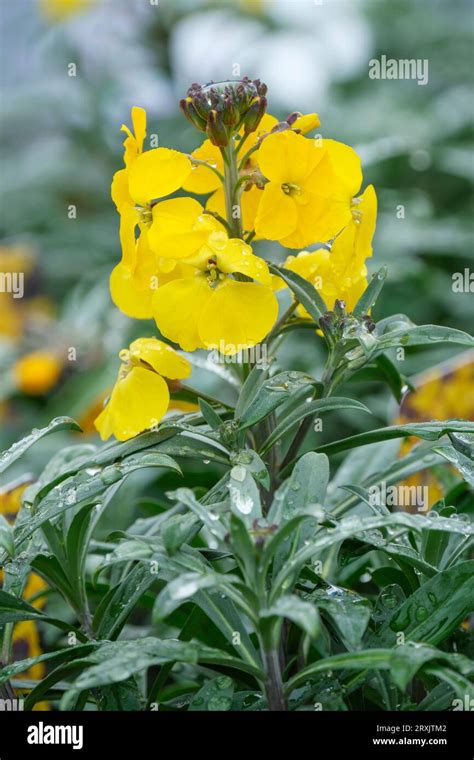 Erysimum Walfrasun Hi Res Stock Photography And Images Alamy