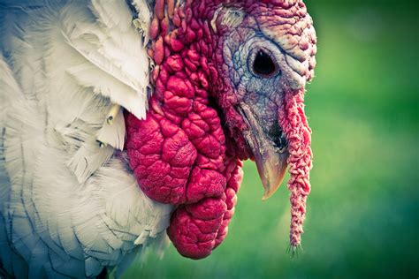 Pensive Turkey Photograph By Priya Ghose Fine Art America