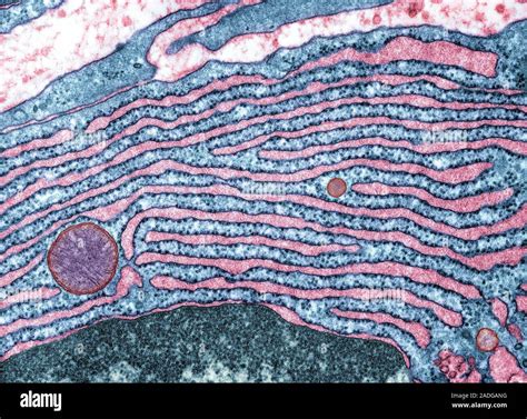 Rough Endoplasmic Reticulum Coloured Transmission Electron Micrograph