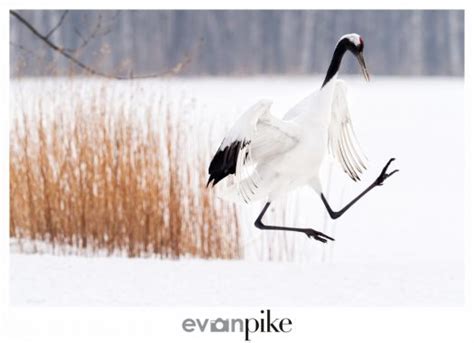 Winter Wildlife Tour Of Japan Dancing Red Crowned Cranes Japan