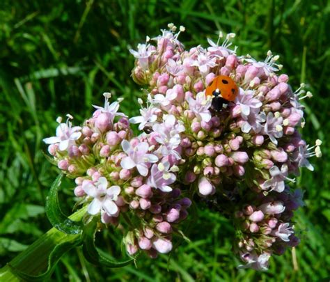 El Uso Medicinal De La Planta Valeriana Es Para Plantă Blog