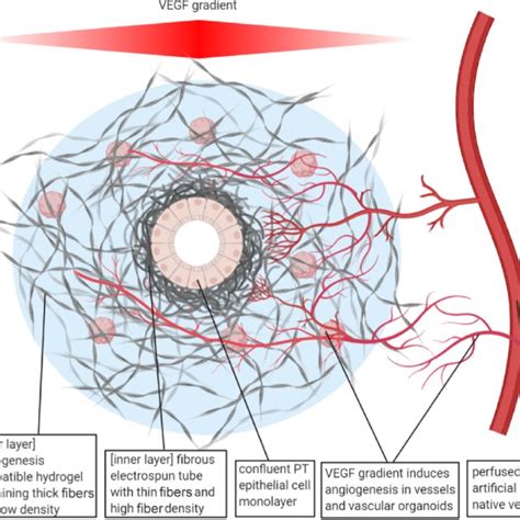 Schematic Representation Of The Suggested Pt Tubule Scaffold Supporting