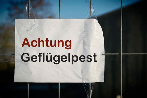 Update Gefl Gelpest Bei Puten In Niedersachsen Best Tigt Naturschutz