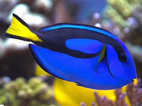 Dicas de Aquário O Blue Tang Paracanthurus hepatus