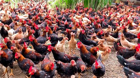 Free Range Chicken Farming Feeding 1000 Native Chickens Youtube