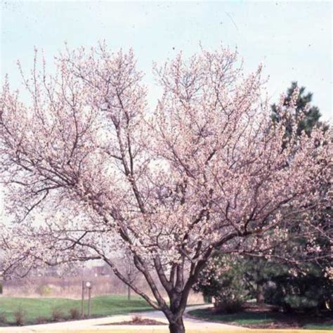 Manchurian Apricot Prunus Mandshurica