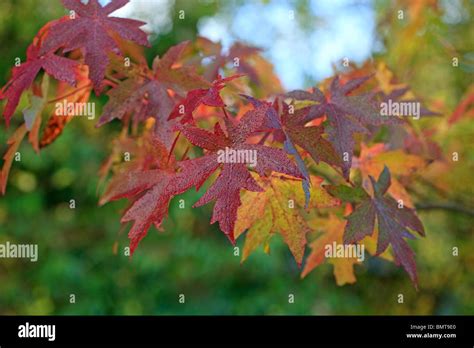 Liquidambar Orientalis Oriental Sweetgum In Autumn Colour Covered