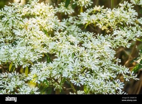 Beautiful Little Christmas Flower Euphorbia Leucocephala Lotsy Also