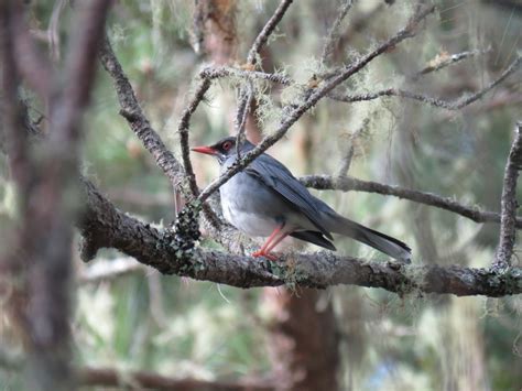 Dominican Republic birds | Organikos