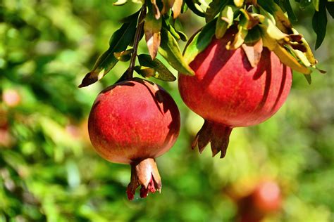 Granatapfelbaum pflanzen Pflege schneiden SCHÖNER WOHNEN