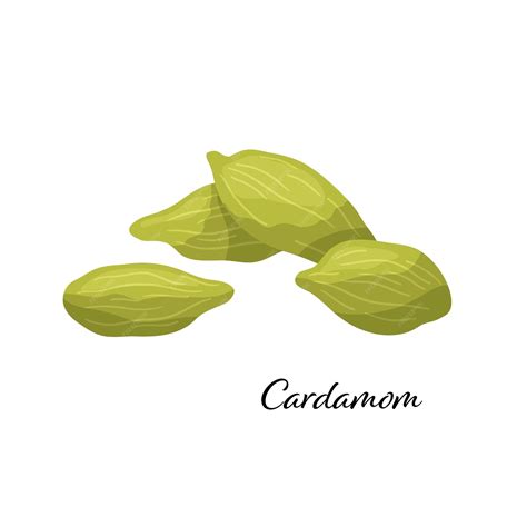 Premium Vector Green Cardamom Spice Vector Illustration Isolated On