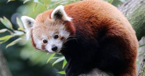 Earth's Cutest Animals Are a Joy to Behold - A-Z Animals Slideshows