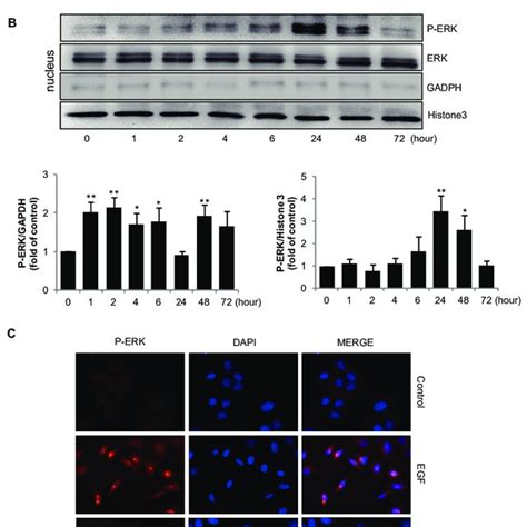 Egf Induces P Erk Transportion To Nucleaus A B Sgc Cells Were