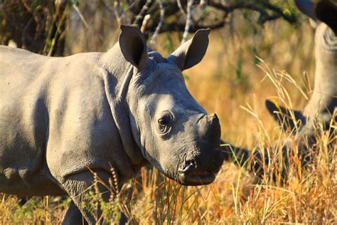 Big Five Os Cinco Grandes Animais Do Safári Na África Além Da Fronteira