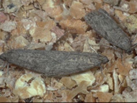 Almond Moth