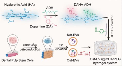 Osteoinductive Dental Pulp Stem Cell Derived Extracellular Vesicle