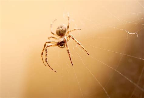 Spider Extermination Harnessing Pest Control For A Web Free Home Pany