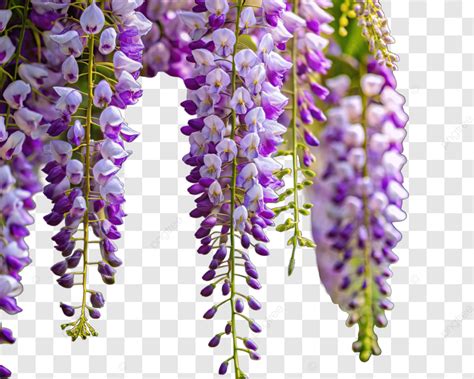 Wisteria Flower Beauty Of Nature Wisteria Flower Purple Flowers