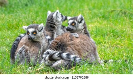 Ring Tailed Lemurs Stock Photo 1138792889 | Shutterstock