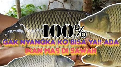 Rejeki Nomplok Dapat Ikan Mas Babon Di Saluran Irigasi Persawahan