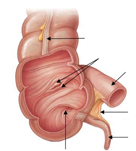 Large Intestine And Appendix Flashcards Quizlet