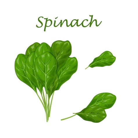 Premium Vector Spinach Image Of Green Spinach Leaves For Salad And