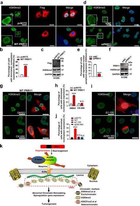 Prr Mediated Cyto Nucleoskeletal Assembly Regulates Heterochromatin