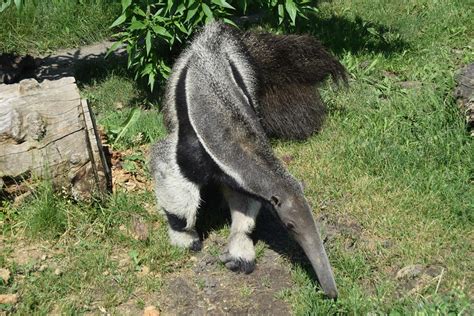 Anteater Animals That Start With A