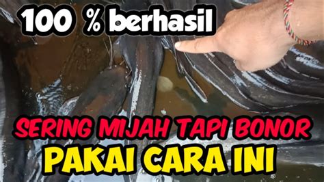 CARA SIMPEL MEMILIH INDUK LELE YANG SIAP MEMIJAH YouTube