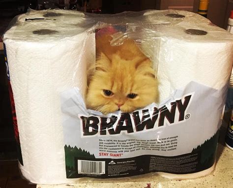 22 Cats Who Messes Up But In The Cutest And Funniest Ways