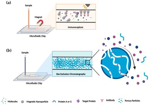 Proteomes Free Full Text Proteomics Methodologies The Search Of