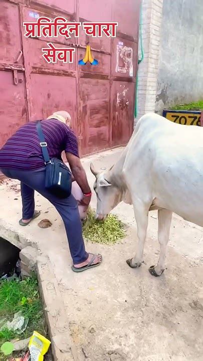 प्रतिदिन निराश्रित गौ चारा सेवा और जीव सेवा श्री राम गौ सेवा परिवार