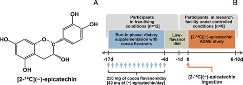 A Chemical Structure Of 2 14c − Epicatechin B Schematic Download Scientific Diagram