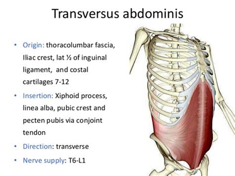 Rectus Abdominis Muscle Origin And Insertion