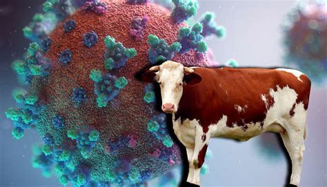 Enfermedad de las vacas locas qué es y puede ser transmitida a